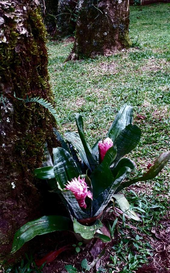 Bosque Araucarias
