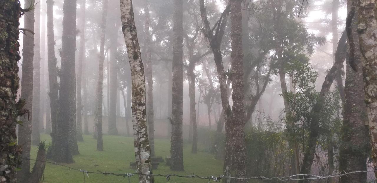 Bosque Araucarias *