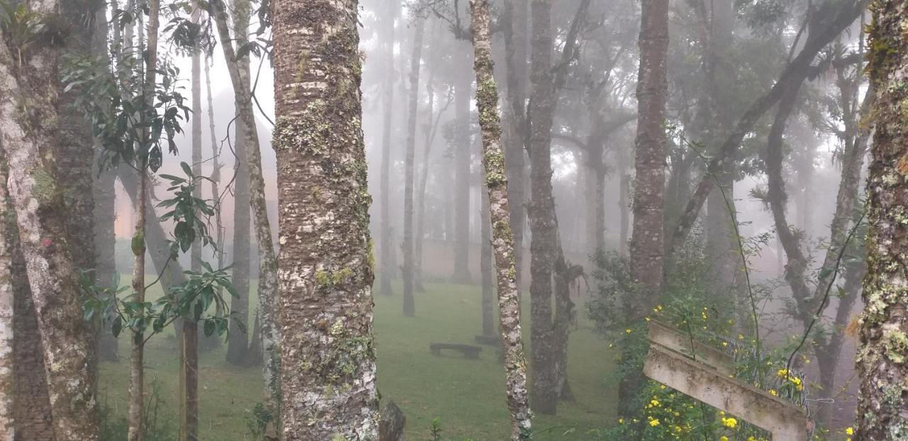 Bosque Araucarias